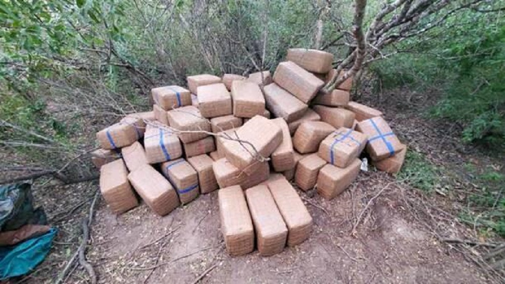 LARGE NUMBER OF MARIJUANA BUNDLES SEIZED
