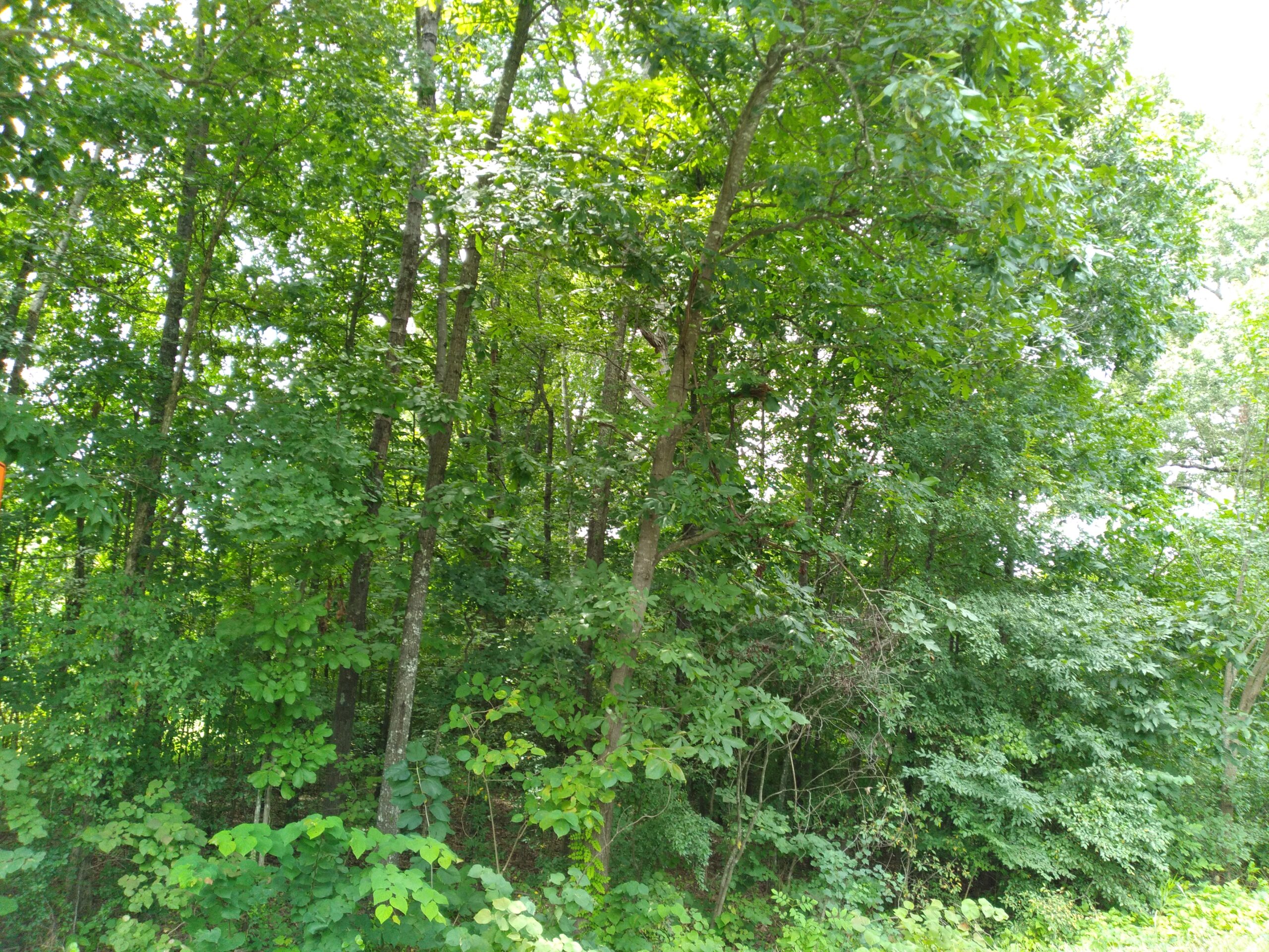 DEAD BODY FOUND IN WOODS IN CHARLOTTE