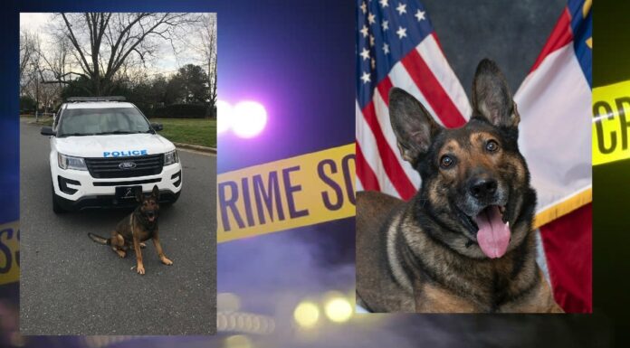 POLICE DOG DIES, ALL BARK NO BITE