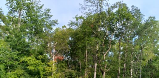 dead body in woods