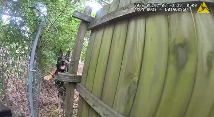 VIDEO: CANINE POLICE DOG BITES COP DURING CHASE OF SUSPECT, COP NEEDED STITCHES