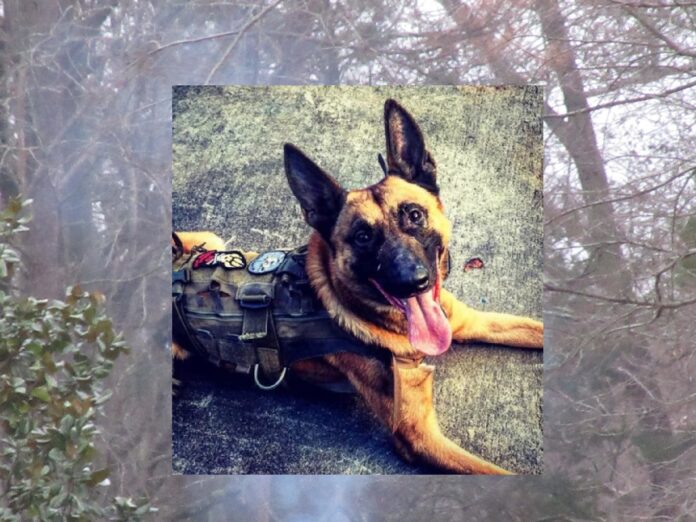 POLICE CANINE DIES AFTER 6 YEARS OF ON DUTY PATROL, NO MORE KIBBLES AND BITS